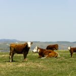 cattle on a pasture