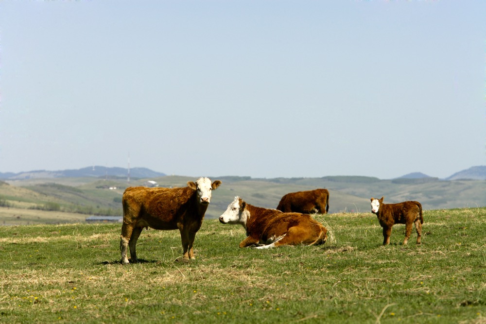 cattle on a pasture