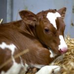 young brown or red calf in straw