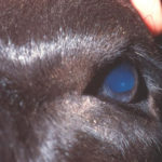 The eyes help diagnose dehydration (above) or bacterial inflammatory enteritis (below).