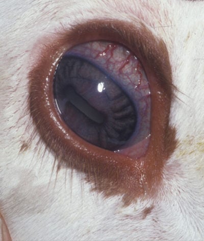 Inflammatory enteritis