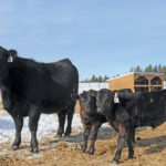 The purebred herd starts calving in January and the commercial cattle about March 10.
