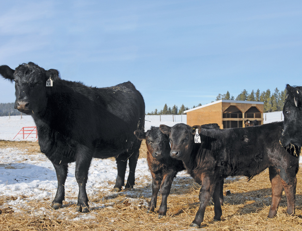 The purebred herd starts calving in January and the commercial cattle about March 10.