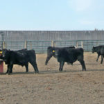 Spot the banded bull calves.