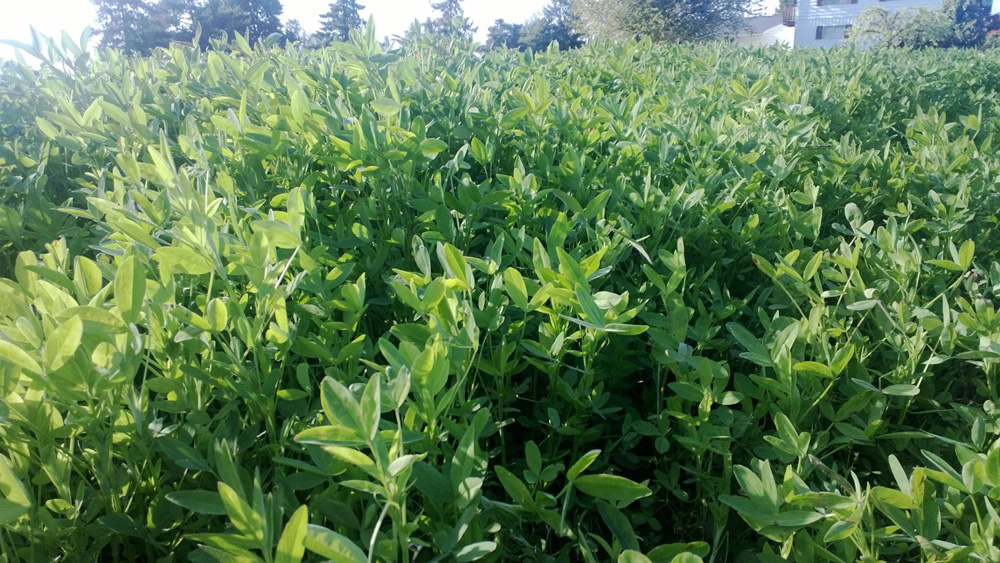 The Berseem variety Frosty is not inhibited by alfalfa making it a good choice to boost patchy stands.