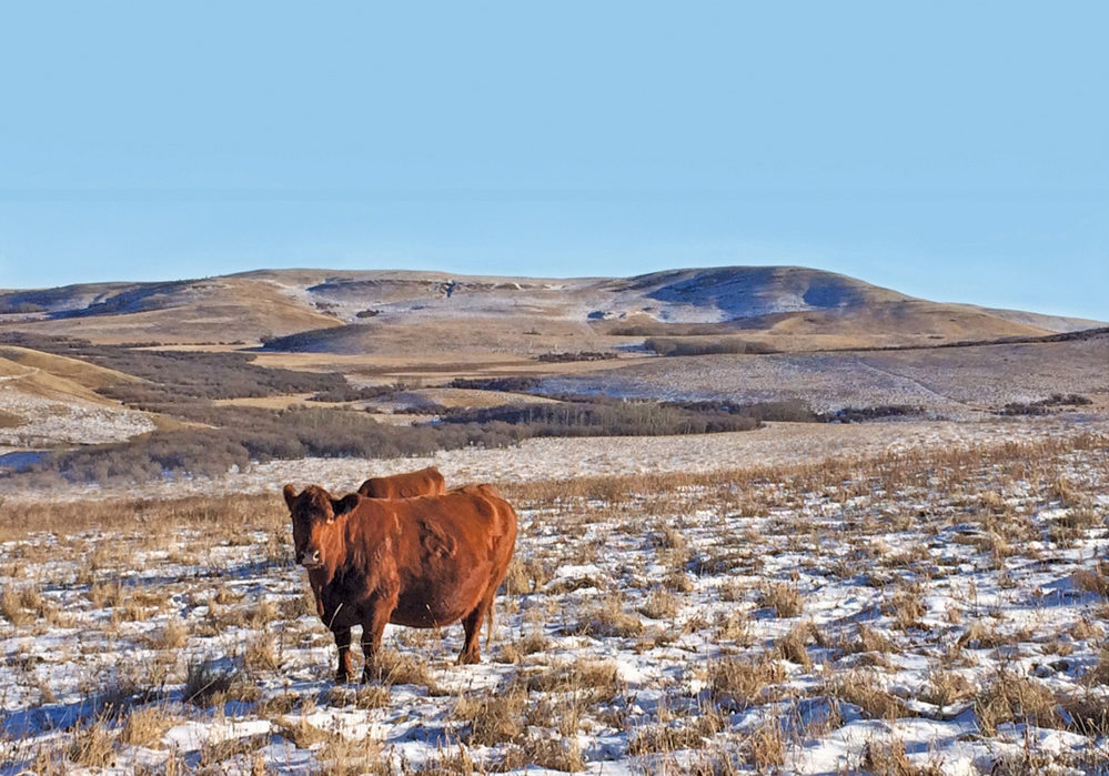 All in on year-round grazing