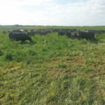 Target sustainable grazing