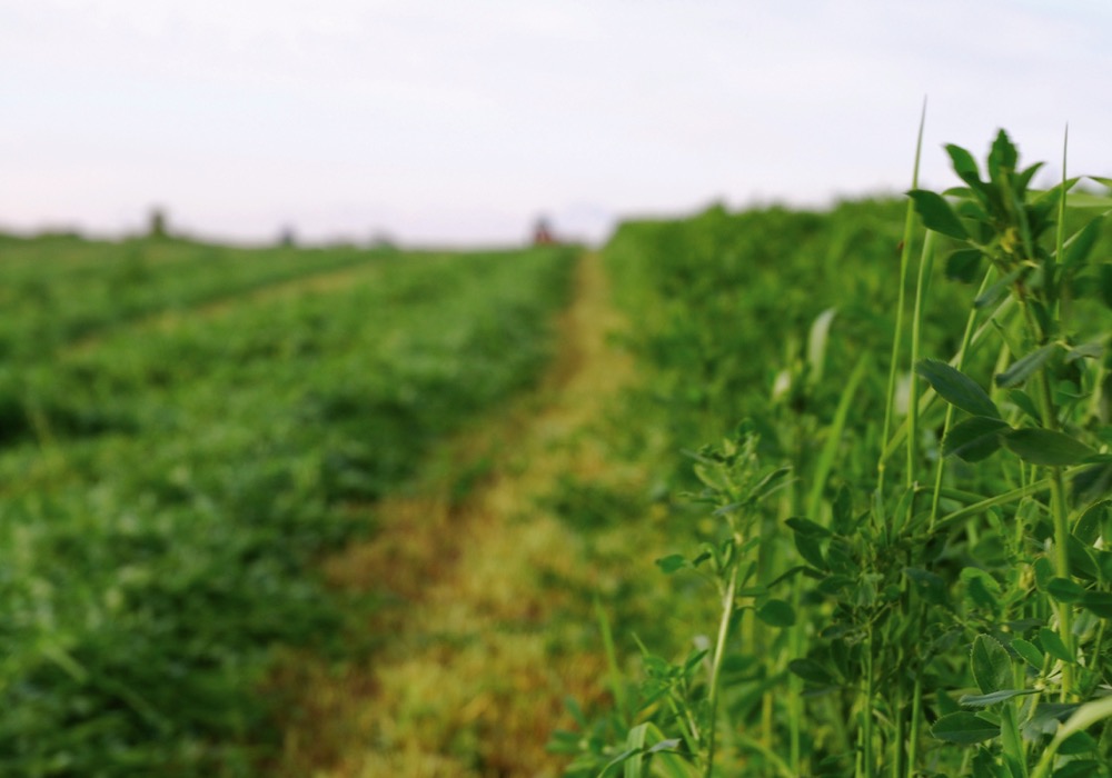 The same principles that apply to corn and soybeans must also apply to forages, including even emergence and good early-season weed management.
