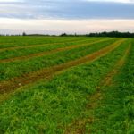 It’s not necessarily that forage quality is in decline, but that other crops are advancing faster.
