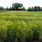 Why variety matters when growing barley for silage