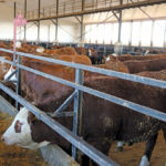 Eby’s barn provides a great environment for cattle and workers.