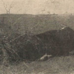 The above steer tied his right front leg with a perfect knot of light willows and was dead when found. The two-year-old steer was owned by Albert Nemetz of Byemoor, Alta. Picture taken by H. H. Cooper, Byemoor, Alta.