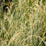 In search of fescue