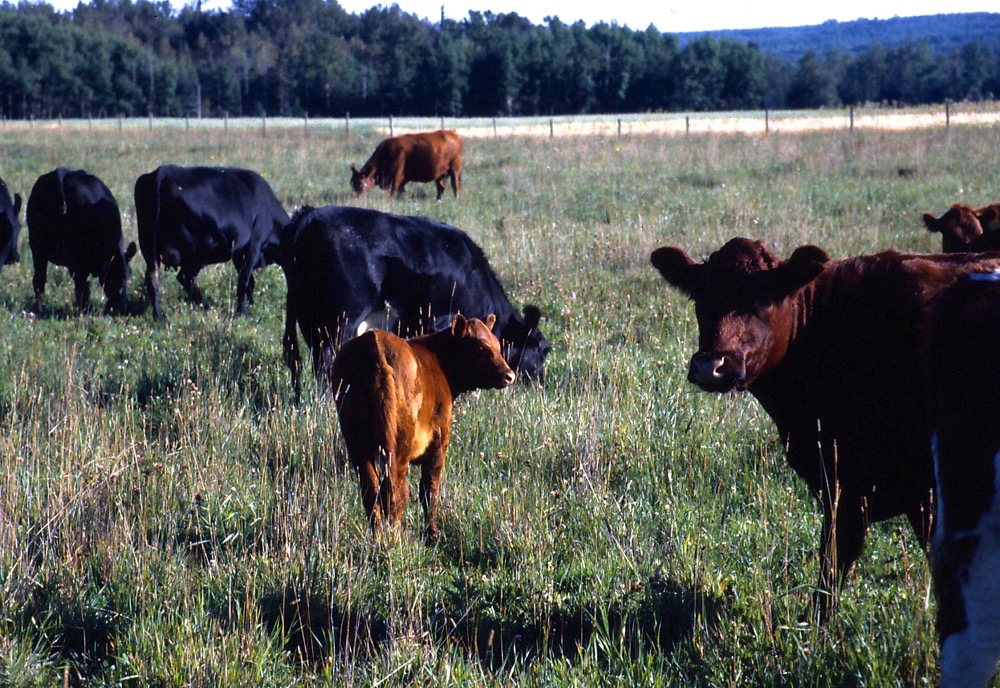 GRI gets the green light for tame pastures