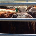 Cows in a holding pen