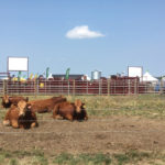 A view of Livestock Central at last July's Ag in Motion farm show.