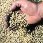 Barley market rallies