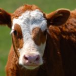 Western Beef Development Centre on the move