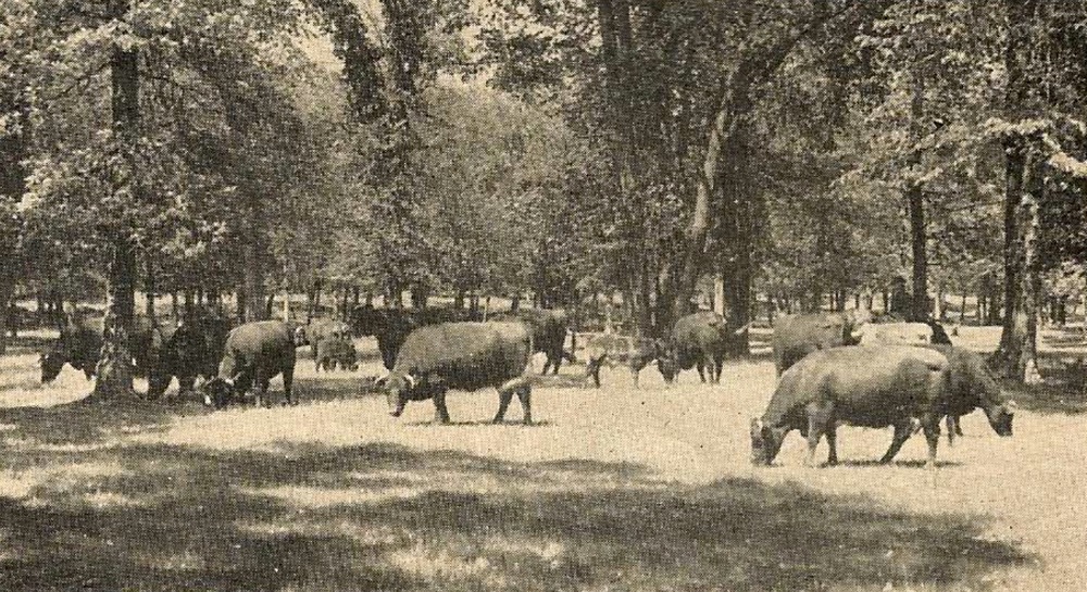 Purebred Shorthorns at the Richardson Stock Farms, Kelburn, near St. Norbert, Man.