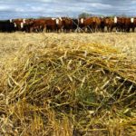 In the study, the cows were fed barley silage, barley grain, barley straw and hay in confinement, or swath grazed on triticale (seen here) or corn for 120 days.