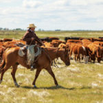 Ross Macdonald uses condition scoring as a tool for selecting females suited to conditions on his south Saskatchewan ranch.