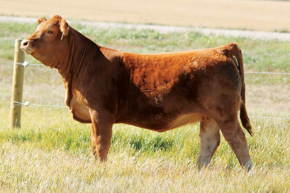 Connor Roger submitted the winning name for the first ever Canadian Junior Limousin Association heifer donated to the association. CJLA Echo 1E will sell in the First Annual B Bar Cattle Bull and Female Sale on Tuesday, December 12 at Saskatoon Livestock Sales in Saskatoon with all proceeds going to the CJLA.