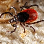 Black-legged tick.