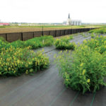 The Canadian milkvetch nursery as seen during a tour of the Swift Current forage trials this summer.