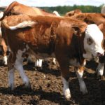 If you suspect a calf with BRSV, getting it out into a fresh, cool area is critical.