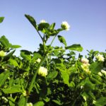 One of two new cold-tolerant clovers, FIXatioN Balansa will come into Canada as a cover first, then as a forage.