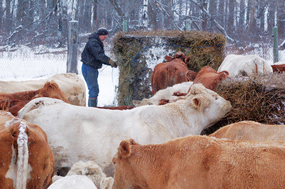 The business of beef: Avoiding the bogs and quicksand