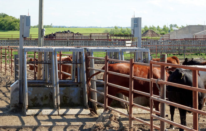 best drones for checking cattle