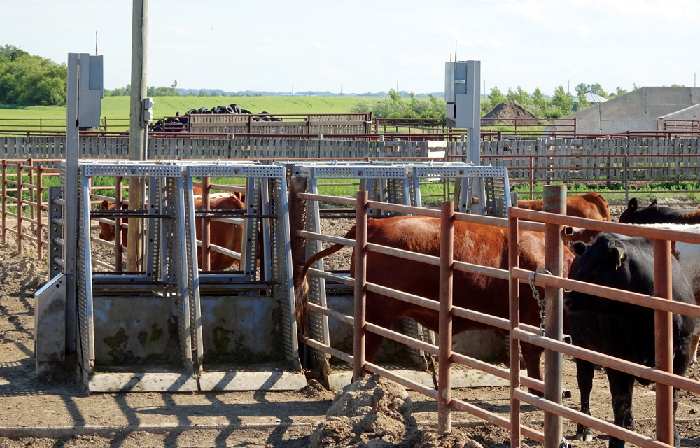Will more cattle data really mean more cash?