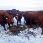 Some pea crop residue that we have grazed.
