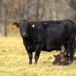 A newborn black angus calf with it's mother