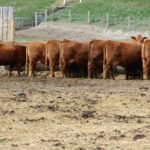 Scientists at AAFC’s Lethbridge Research Centre have been studying whether feeding nitrate can reduce methane production without risking nitrate poisoning.