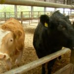 VIDEO: The battle of the belch: cutting methane from cattle