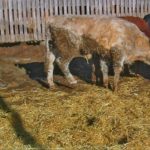 Sustained intake of ergot contaminated feed will shut down blood supply to an animal's extremities, and over time, worsen its condition.