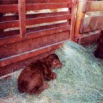 Some thoughts on calving shelter