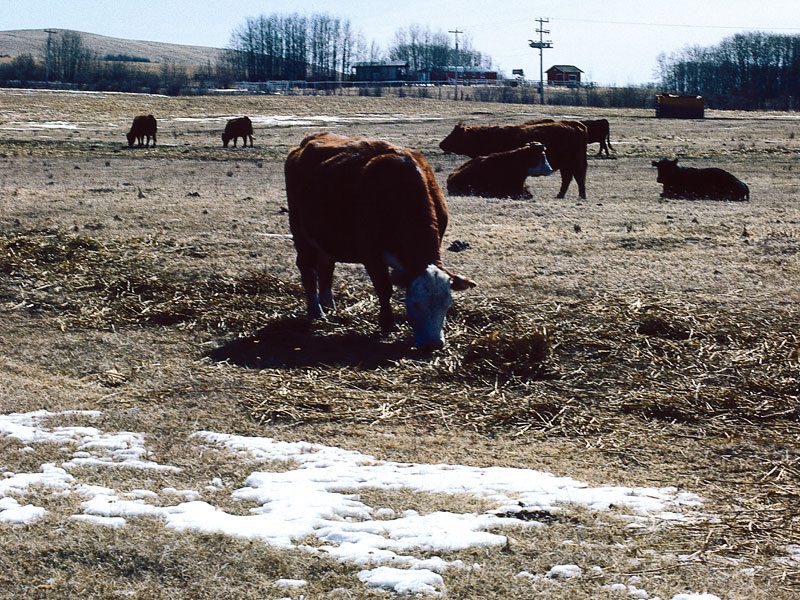 The bovine TB mystery may never be solved