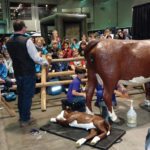 "Agnes" simulating the birth of a calf at Agribition.