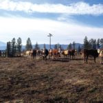 One way to lower depreciation in your herd is to establish a long-term genetic plan.