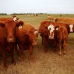 If you don't have suitable grasses for grazing, herd expansion plans are going to suffer.
