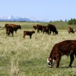 How castration method and age affect pain in young calves