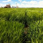 Tom Kilcer recommends triticale as a cover crop with high feed value, and says to manage it as a feed crop, not just a cover, using seed treatment and good seed.
