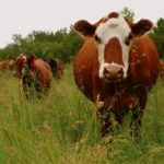 If a heavily pregnant cow has prolapsed, your veterinarian should have a clear idea when she is due to calve.