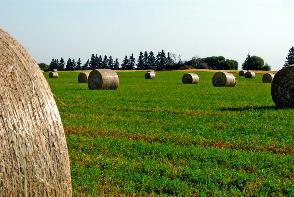 round hay bales in field