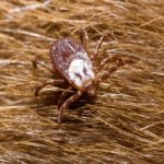Understanding where ticks such as this Rocky Mountain wood tick are and what influences their population will help develop strategies to avoid spreading of tickborne diseases.