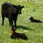 CCA Report: A time of renewal