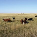 Adapting grazing plans for your ranch requires consideration of climatic conditions and the yearly variances that can occur.
